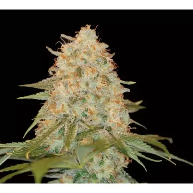 La Chocolat Feminised Seeds - 6