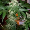 Chem Valley Kush Feminised Seeds - 6