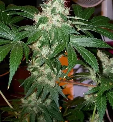 Chem Valley Kush Feminised Seeds - 6