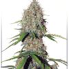 Brooklyn Sunrise Auto Feminized Seeds