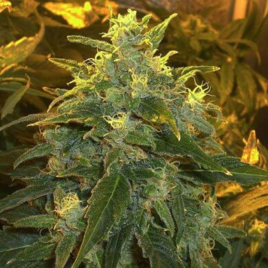 Northern Light Feminised Seeds - 5