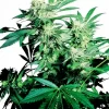 Skunk Kush Regular Seeds - 10