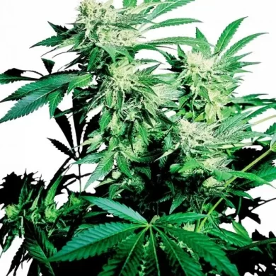 Skunk Kush Regular Seeds - 10