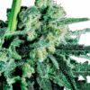 Sensi Skunk Regular Seeds - 10