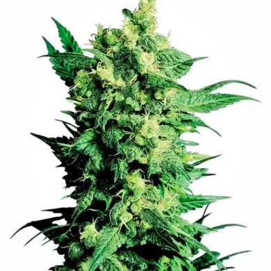 Shiva Shanti II Regular Seeds - 10