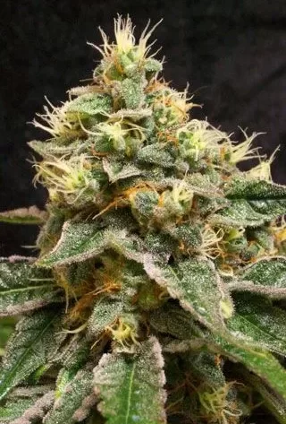Confidential Cheese Feminised Seeds - 6