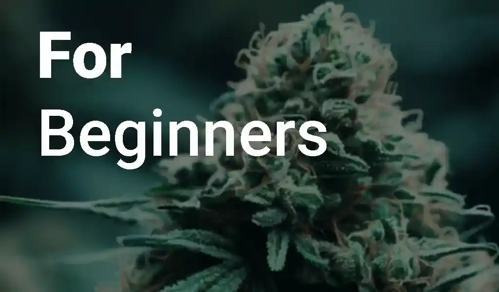beginner strains