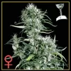 Neville's Haze Feminised Seeds - 5