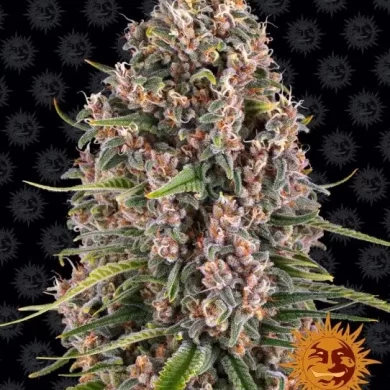 Blueberry Cheese Feminized Seeds