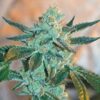 Fire OG BX3 Regular Seeds - 12