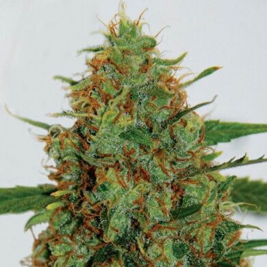 C99 Feminised Seeds - 5