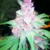 Grape Kush Feminised Seeds - 6