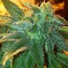 Alien OG Feminised Seeds - 6