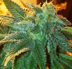 Alien OG Feminised Seeds - 6