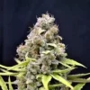 Shark Shock CBD 1:1 Feminised Seeds - Bulk x 100