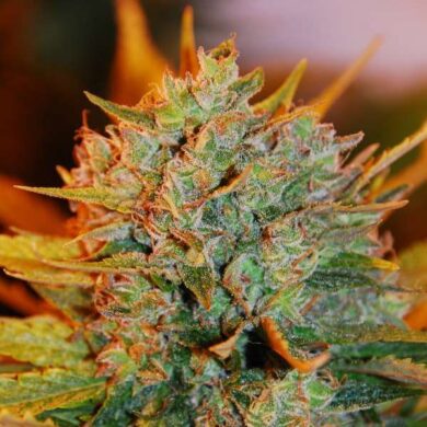 Gigabud Feminised Seeds - 5