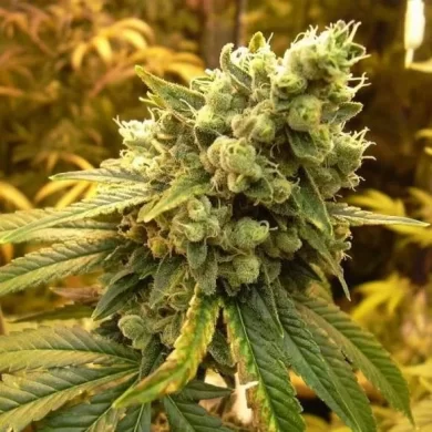 Sour Diesel Feminized Seeds