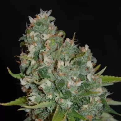 OG13 Feminised Seeds - 5