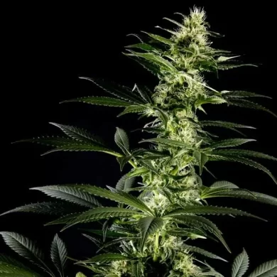 Himalayan Gold Feminised Seeds - 5