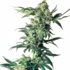 Northern Lights Regular Seeds - 10