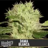 Dama Blanca Feminized Seeds
