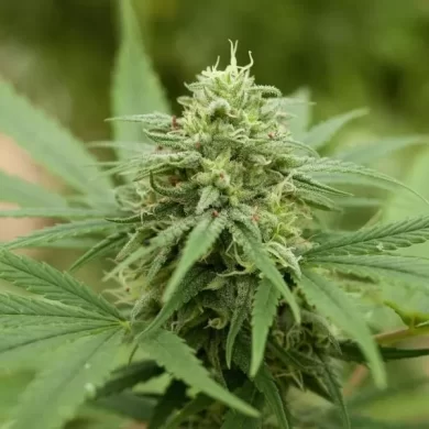 Pineapple Express #2 Feminised Seeds - 5