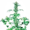 Early Girl Regular Seeds - 10