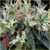 NL5 Haze Mist Feminised Seeds - 10