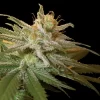 Kushberry Feminised Seeds - 6