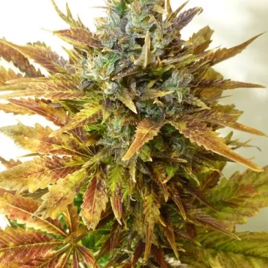 Sour Diesel Auto Feminised Seeds - Bulk x 100