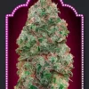 Bubble Gum Feminize Seeds