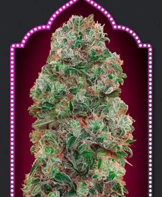 Bubble Gum Feminize Seeds