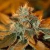 Cataract Kush Feminised Seeds - 6