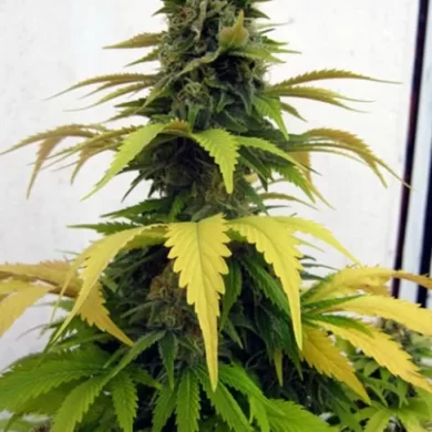 Blueberry Feminised Seeds - Bulk x 100