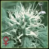 Cheese Feminised Seeds - 5