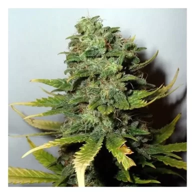 Super Skunk Feminised Seeds - 5