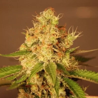 Diesel Auto Feminised Seeds - 5