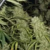 Skunk #1 x Northern Lights Feminised Seeds - 6