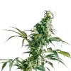 Mexican Sativa Regular Seeds - 10