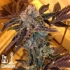 LA Cookies Feminised Seeds - 6