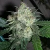 OGiesel Feminised Seeds - 6