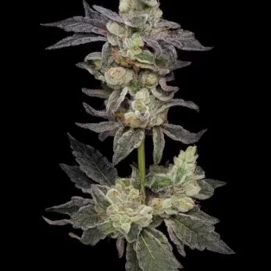 Northern Runtz Regular Seeds - 11