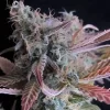 Raspberry Cough Feminised Seeds - 5