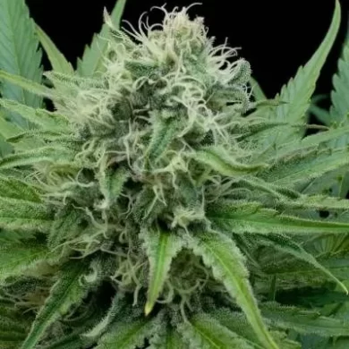 Raw Diesel Feminised Seeds - 5