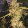 ReCon Feminised Seeds - 6