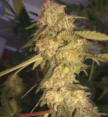 ReCon Feminised Seeds - 6