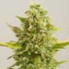 Royal Kush Feminised Seeds - 5