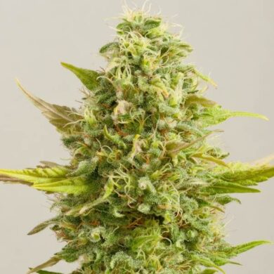 Royal Kush Feminised Seeds - 5