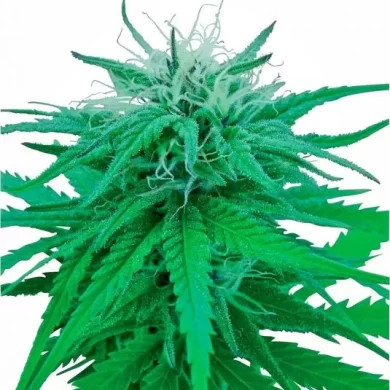 Ruderalis Indica Regular Seeds - 10