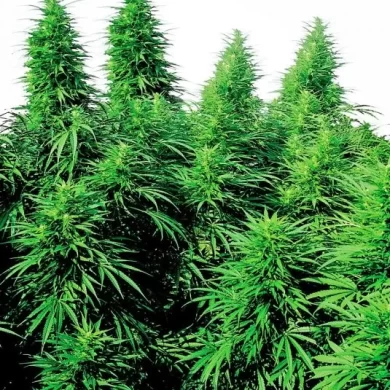 Ruderalis Skunk Regular Seeds - 10